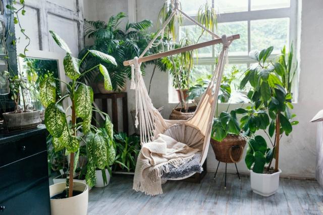 Plants