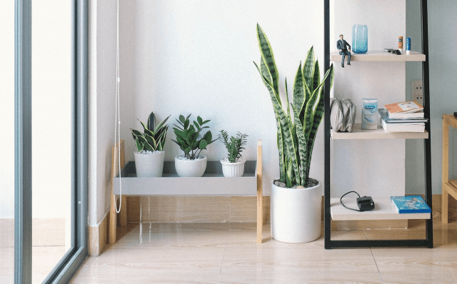 The Snake Plants