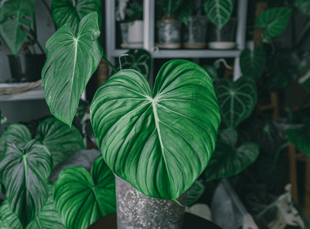heartleaf philodendron