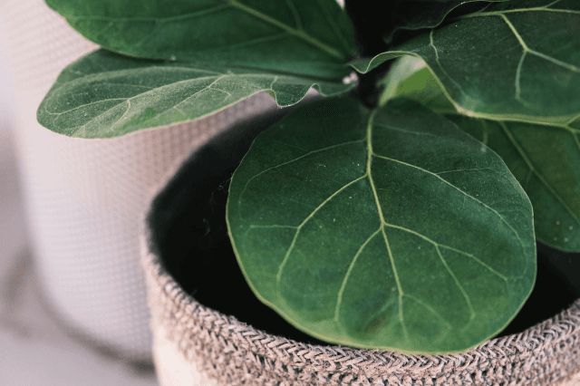 Fiddle Leaf Fig Leaves