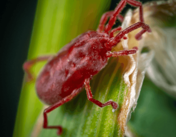 rid of mites