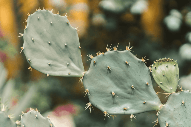 Spiky Leaved Houseplants