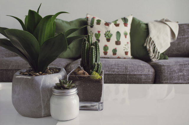 Indoor Plants